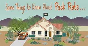 Some Things to Know About Pack Rats...