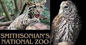 Smithsonian’s National Zoo Full Tour - Washington D.C 2023