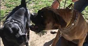 Cane Corso/Pit Puts an English Mastiff in His Place
