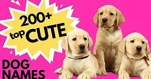Top 200+ CUTE Dog Names | New Puppy Names | Super Cute