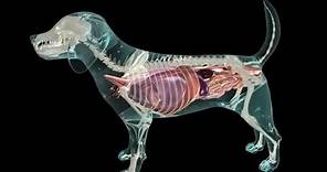 Glass Dog Anatomy