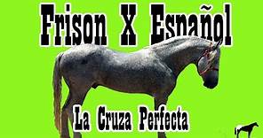 Frisón X Español (El Warlander) 🐴-Del Cerro Soy