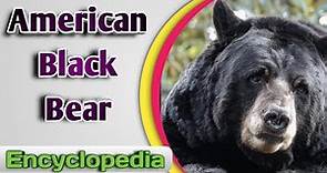 American Black Bear (Ursus Americanus) – Audio / Video Encyclopedia