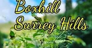 Best areas of Outstanding natural beauty in Surrey Hills / Boxhill
