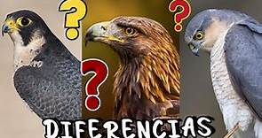 DIFERENCIA entre Aguila, Halcón y Gavilán! 🦅 ¿Quien es mas Grande, Fuerte y Rapido?