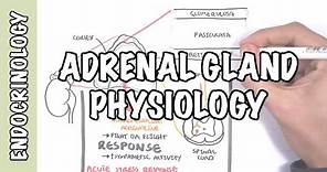 Endocrinology - Adrenal Gland Hormones