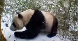 Giant Panda Bears in the Forest | David Attenborough | BBC Studios