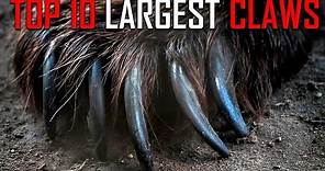 Top 10 Animals with the Largest Razor Sharp Claws