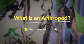 What is an Arthropod?