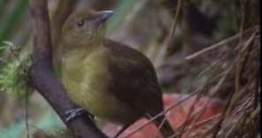 Animal Behaviour of the Australian bowerbird | David Attenborough | BBC wildlife