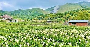 【台北景點】2022 陽明山竹子湖「海芋季」 Yangmingshan Jhuzihu 4K