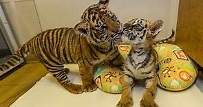 Special Cub Delivery - Sumatran Tiger Cub Meets Bengal Tiger Cub