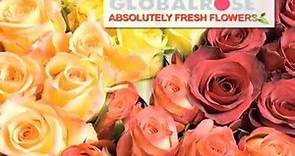 Order 50 Roses with Free Delivery for price of a dozen at GlobalRose.com!