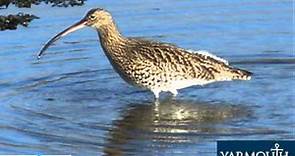 Curlew song.