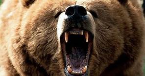 Grizzly Bear Roar