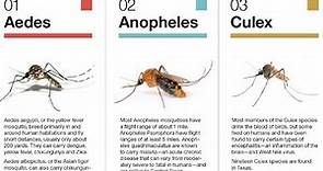 Difference b/w life cycle of anopheles culex and aedes mosquito