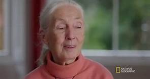 Jane Goodall: The Hope - Dr. Jane Goodall Returns To Her Roots