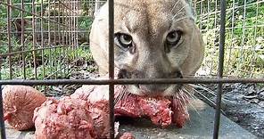 How to Feed 100 BIG CATS!