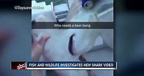 FWC investigating second shark abuse video that shows beer getting poured into hammerheads gills