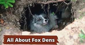 Fox Dens | How to Identify a Fox Den