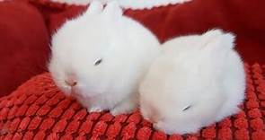 The Cutest White Baby Bunnies