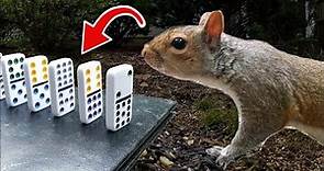 The Squirrel Feeding Machine (Rube Goldberg Machine)