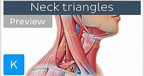 Triangles of the neck: location and contents (preview) - Human Anatomy | Kenhub