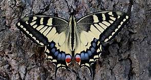 METAMORPHOSIS Swallowtail butterfly lifecycle