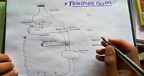 3.FISIOLOGÍA RESPIRATORIA - TRANSPORTE OXÍGENO Y CO2