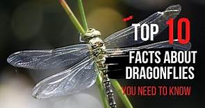 10 Amazing Dragonflies Facts You Need to Know