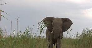 Elephant Hunting in the Caprivi