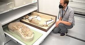 The University of Michigan Museum of Paleontology: Uncovering the untold stories of fossils