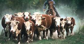 The Cattle Call by Eddy Arnold