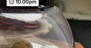 How long does it take a duckling to hatch after it pips? #fyp #hatching #egg #animal #incubator