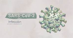 La biología del SARS-CoV-2: Infección | Video HHMI BioInteractive