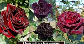 9 Types of Black Roses | Black Rose Varieties