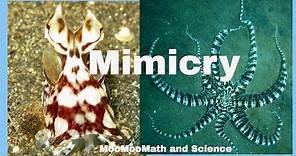 Examples of animal mimicry