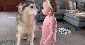 Adorable Baby Conversations Between Our Baby & Husky Is The Cutest Thing Ever!!🥹.
