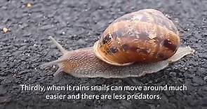 Where do Snails Come From When it Rains?
