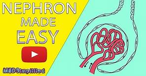 NEPHRON Structure & Function Made Easy - Human Excretory System Simple Explanation.