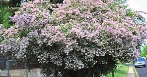 Fast Growing Beauty Bush