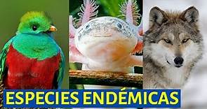 🐺Qué son las ESPECIES ENDÉMICAS y sus características- EJEMPLOS DE ANIMALES DE TODO EL MUNDO🐿️🐰