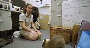 Secrets of the Zoo: Down Under - Daisy the Wallaby