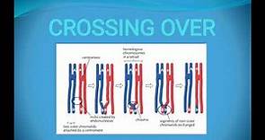 Crossing over: Definition, Types, Significance and factors affecting crossing over