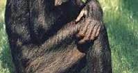 Le scimmie antropomorfe: la storia dell'australopiteco Lucy