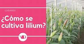 Lilium, ¿Cómo se cultivan?