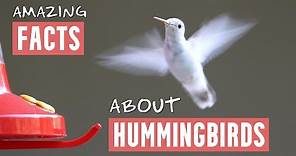 Amazing Facts About Hummingbirds - Includes Slow Motion Hummingbirds