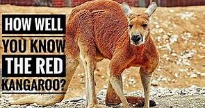 Red Kangaroo || Description, Characteristics and Facts!