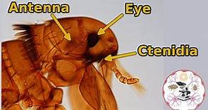 Microscopic Flea Anatomy
