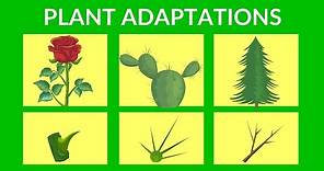 Adaptations in Plants | Video lesson for Kids